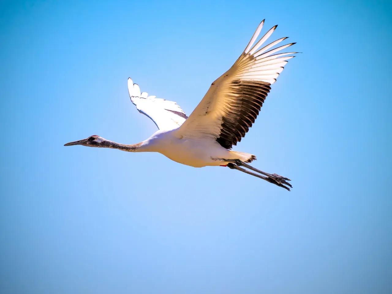 夕阳孤鹜吟:红尘酒盏竟相诺 飞霞长河夕阳落