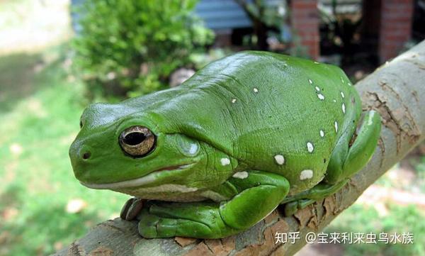 老爷树蛙怎么养 老爷树蛙饲养 老爷树蛙的养殖方法 恩芝网