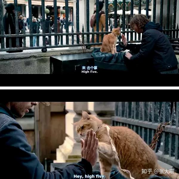 流浪猫鲍勃的真正死因被曝光原来真的不是老死的