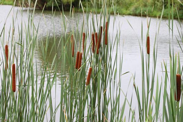 园林水景中5种可净化水质的水生植物