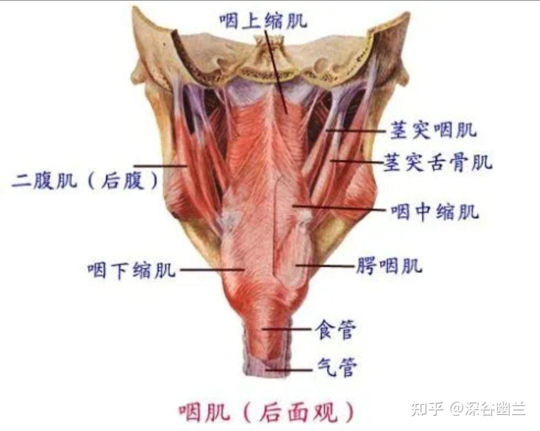 前深线中间线的后侧筋膜-颊咽或内脏筋膜与前身线后支线的前纵韧带及