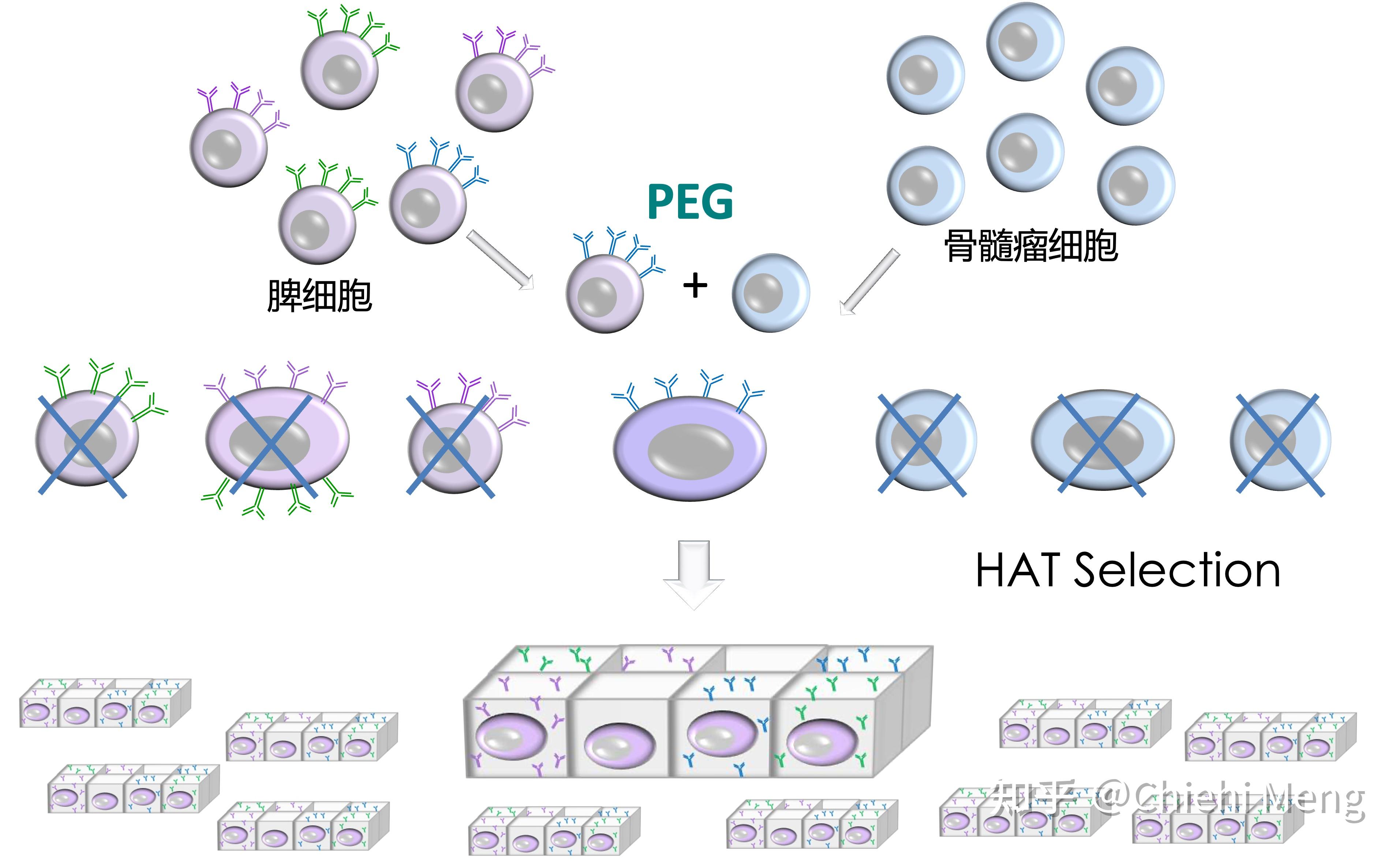手把手教你制作单克隆抗体(实验室制备抗体)