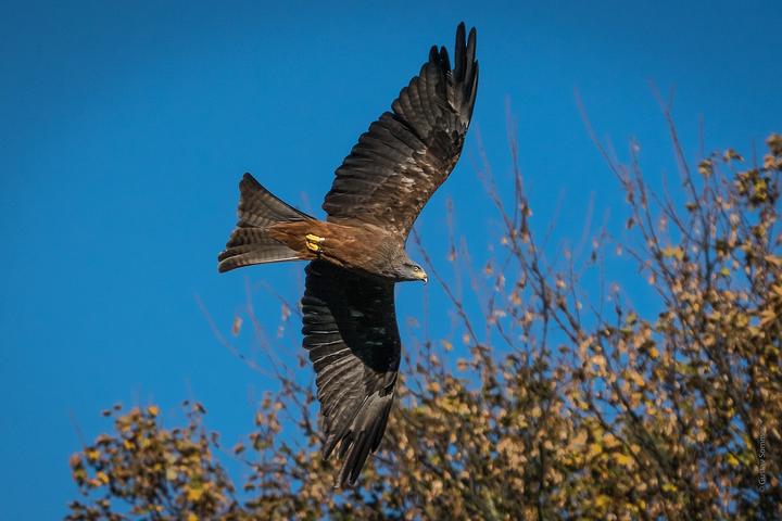 天语sx4论坛改装鲨鱼鳍天线3