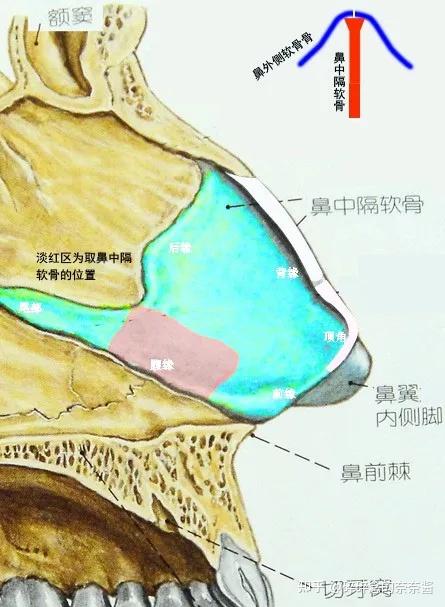 鼻综合功课-鼻部详细结构 - 知乎