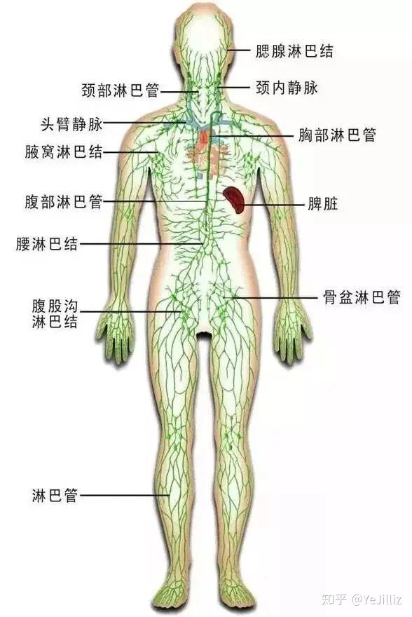 人体八大系统的大致概述 知乎