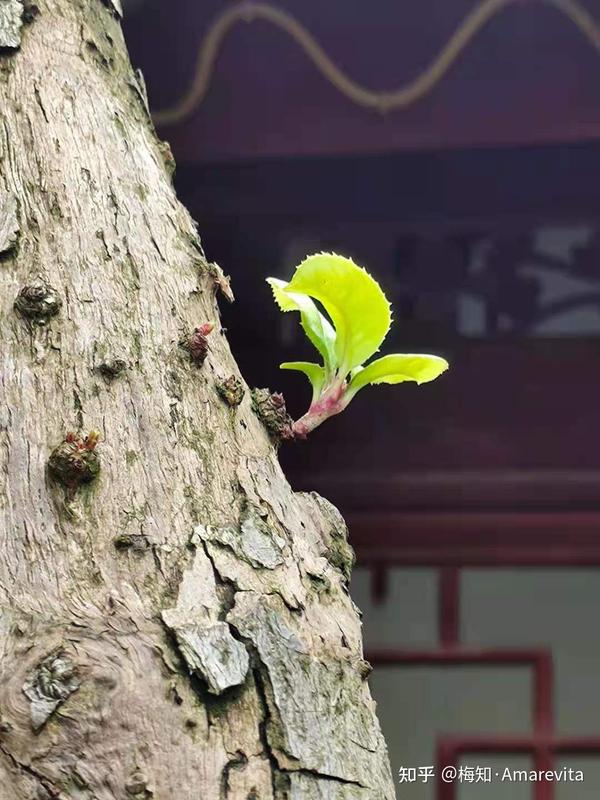 夏至是几月几号22年 夏至时间几点几分 19夏至日出时间是几点