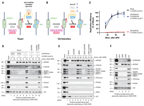 Science | 哈佛医学院团队应用AlphaFold-Multimer揭示一种名为 DONSON 的神秘蛋白质功能 - 知乎