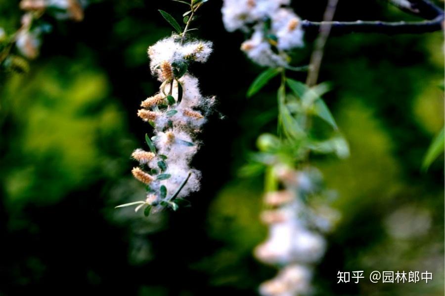 每年春天四五月份,到处都飘满了柳絮,关于它的危害你了解多少? - 知乎