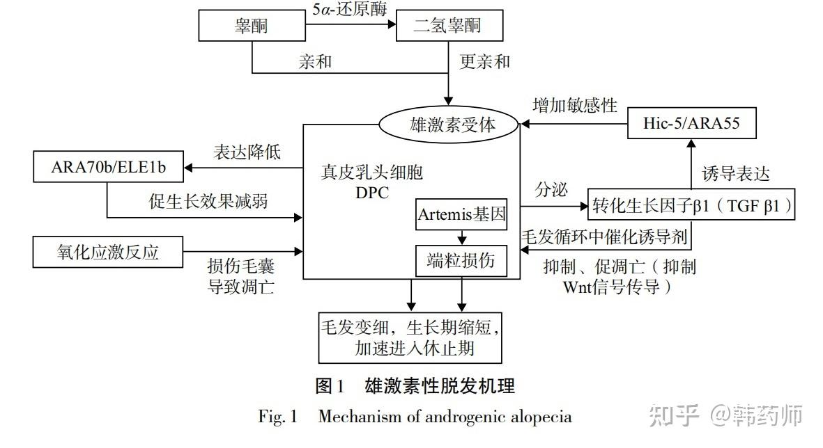 雄激素性脱发原理图片