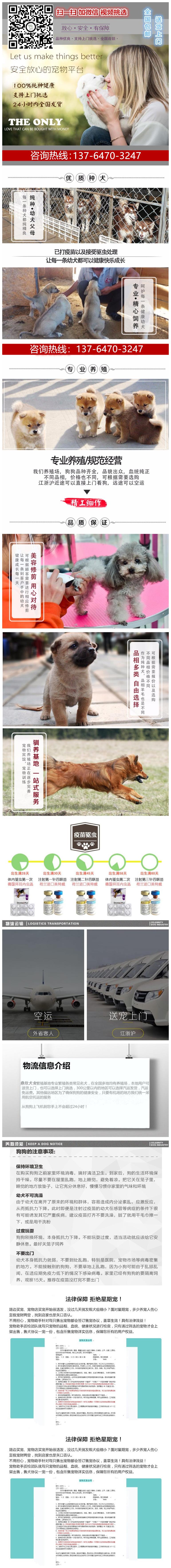 墨西哥吉娃娃,苹果头,包养活