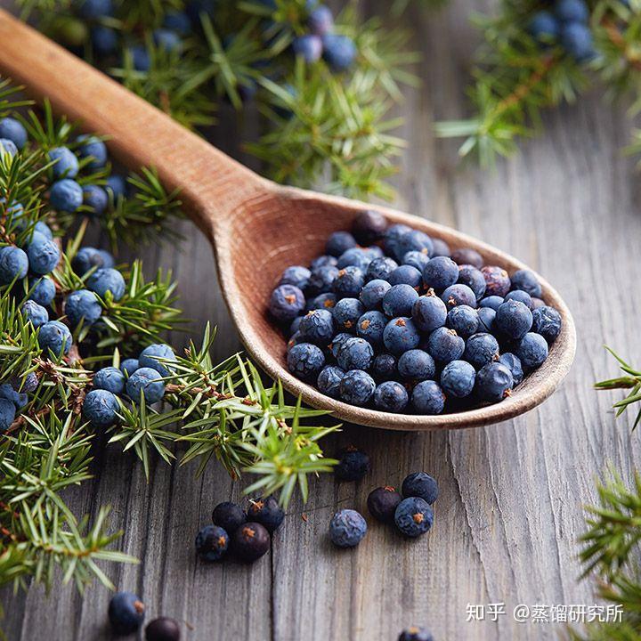 杜松子是金酒制作中最重要的原料,所有金酒的草本配方中都包含杜松子.
