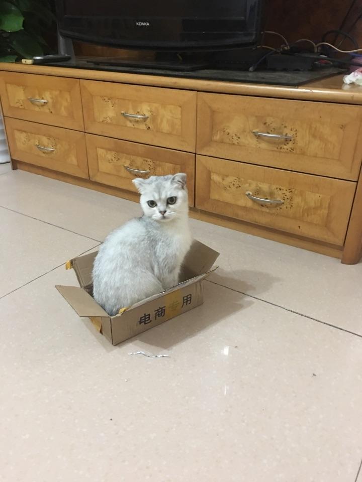 母猫快一岁了现在在发情,但浑身好多处猫癣,治