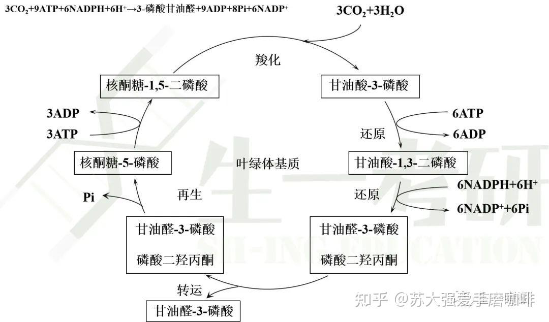 植物光合作用思维导图图片