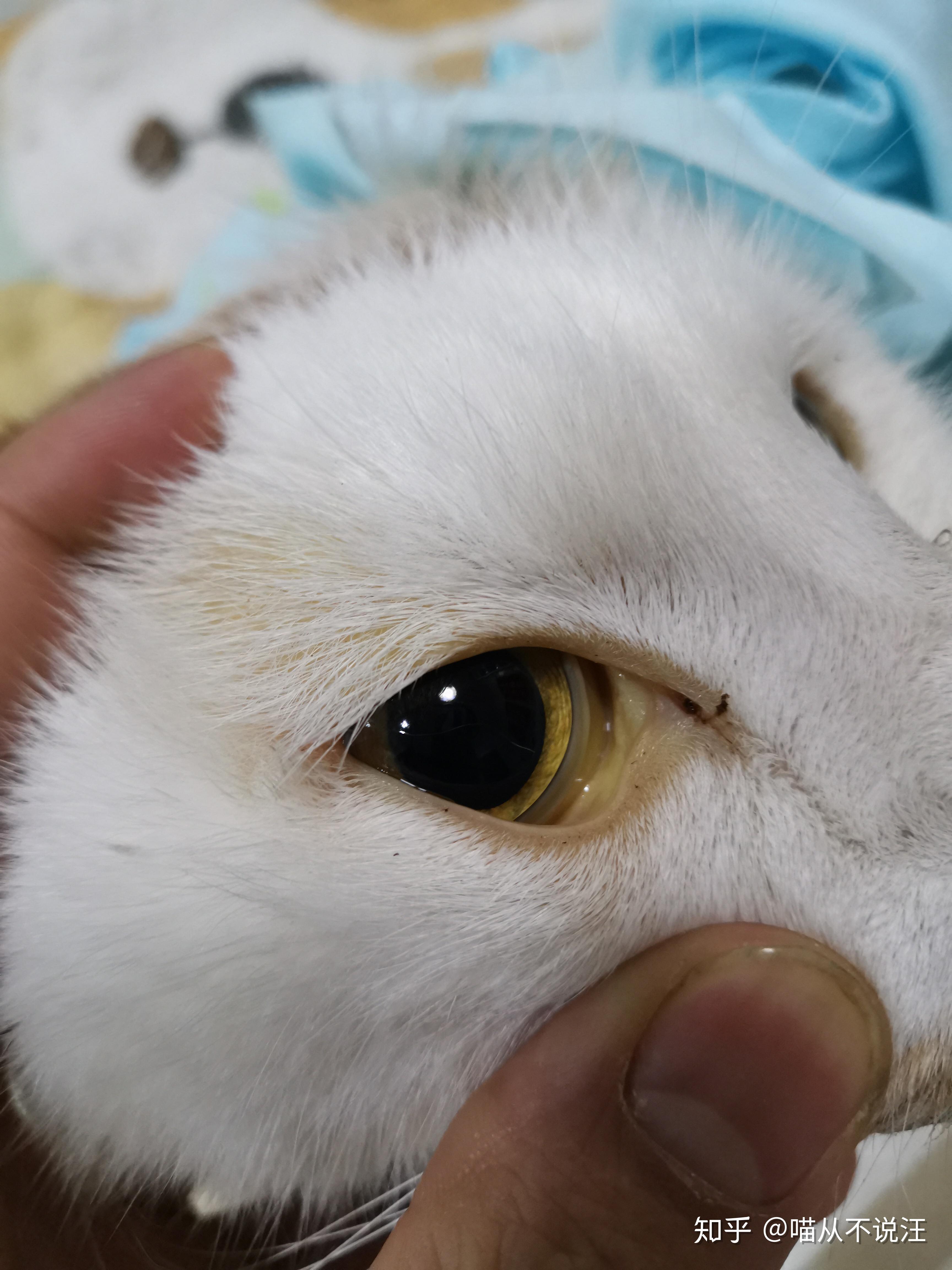 【科学吸猫系列】杯状 - 知乎