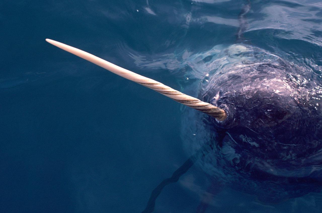 神秘角岛鲸现身科学家狂喜：全球第2次看到活体！--快科技--科技改变未来