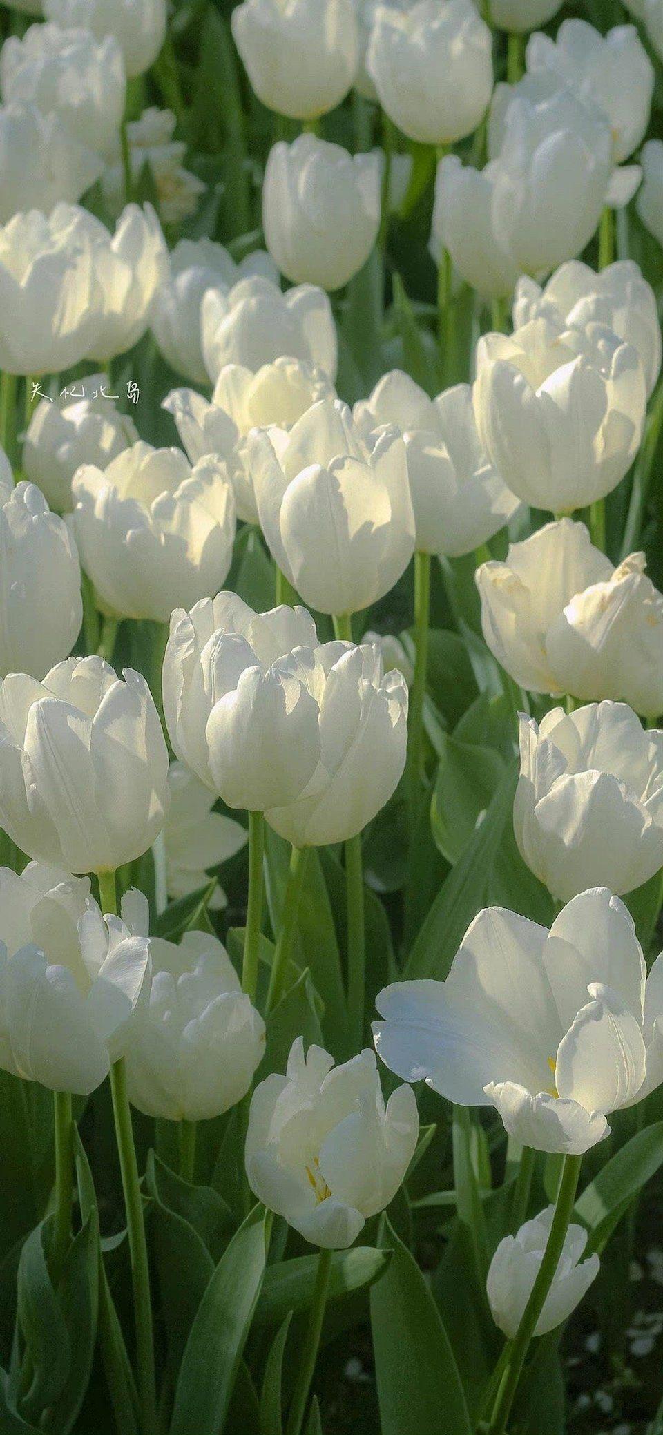 有没有什么微信聊天背景好看又不影响看消息的图片