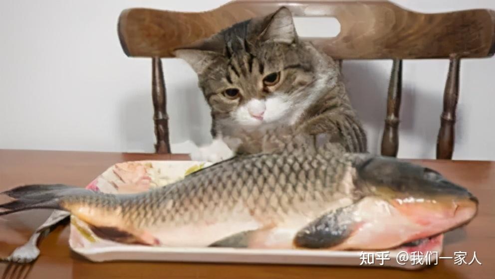 给猫咪吃鱼刺