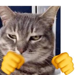 小黄脸打拳系列表情包丨猫咪狗狗打拳 邦邦两拳表情包