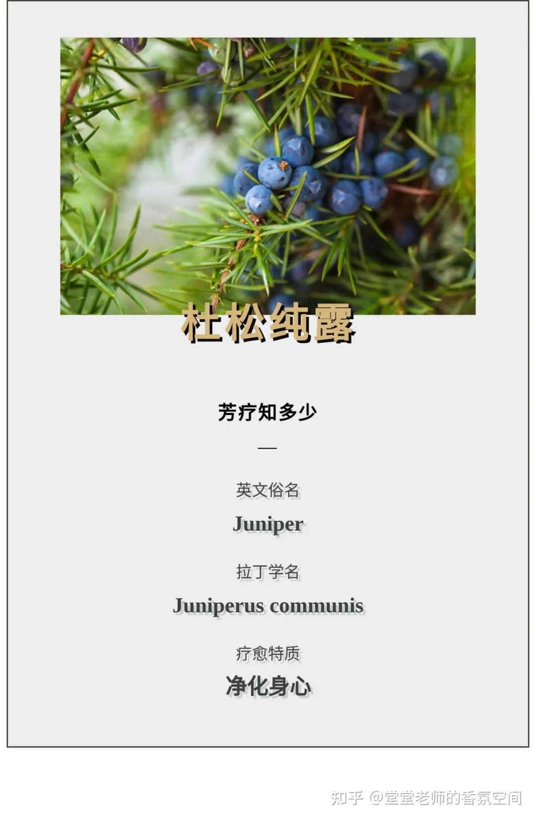 杜松纯露强力的利尿剂打破心灵上停滞退缩的状态