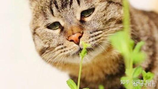 猫薄荷的正确使用方式 知乎