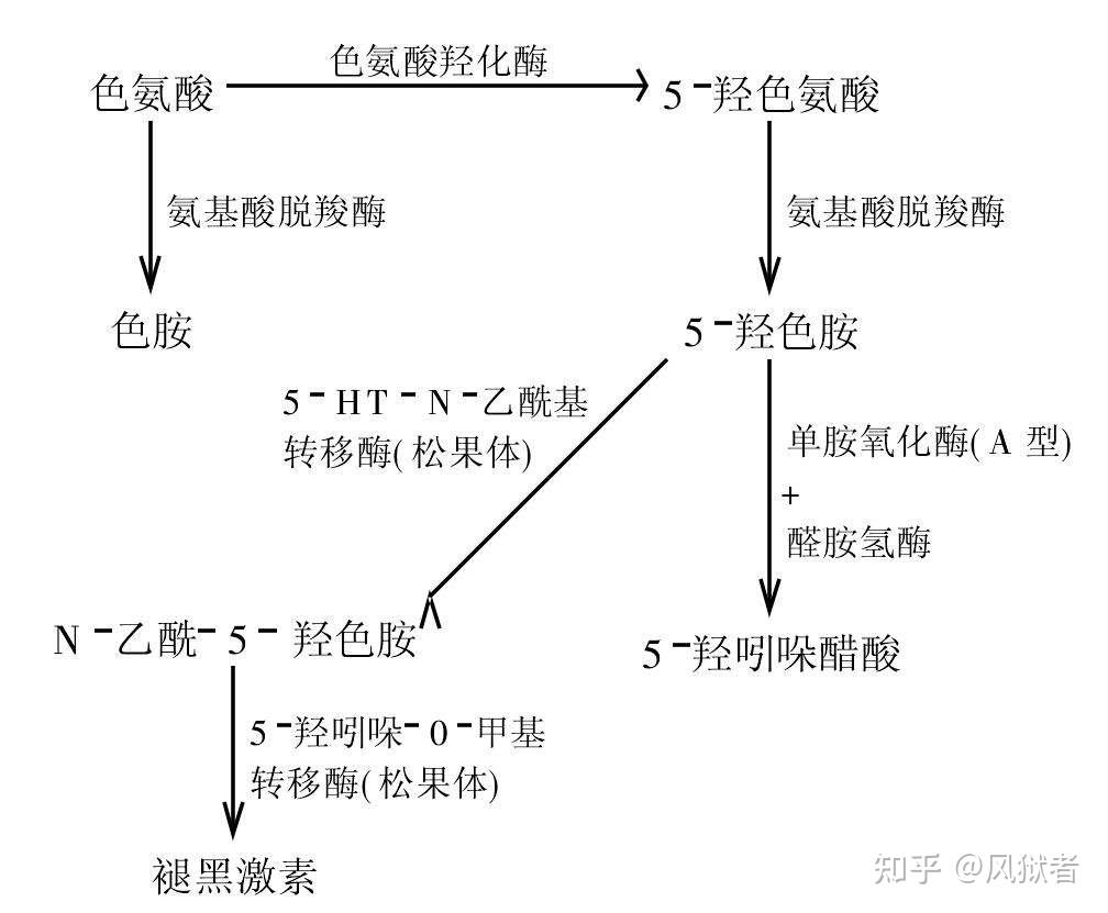 二,5-羟色胺(5-ht)