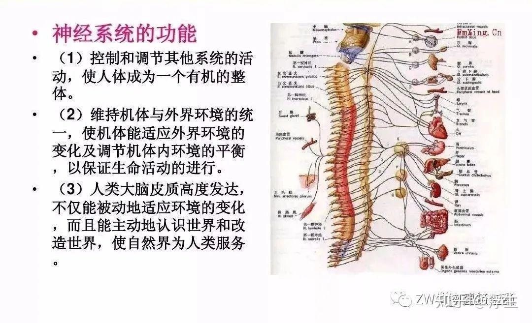 植物神经紊乱症状一神经系统