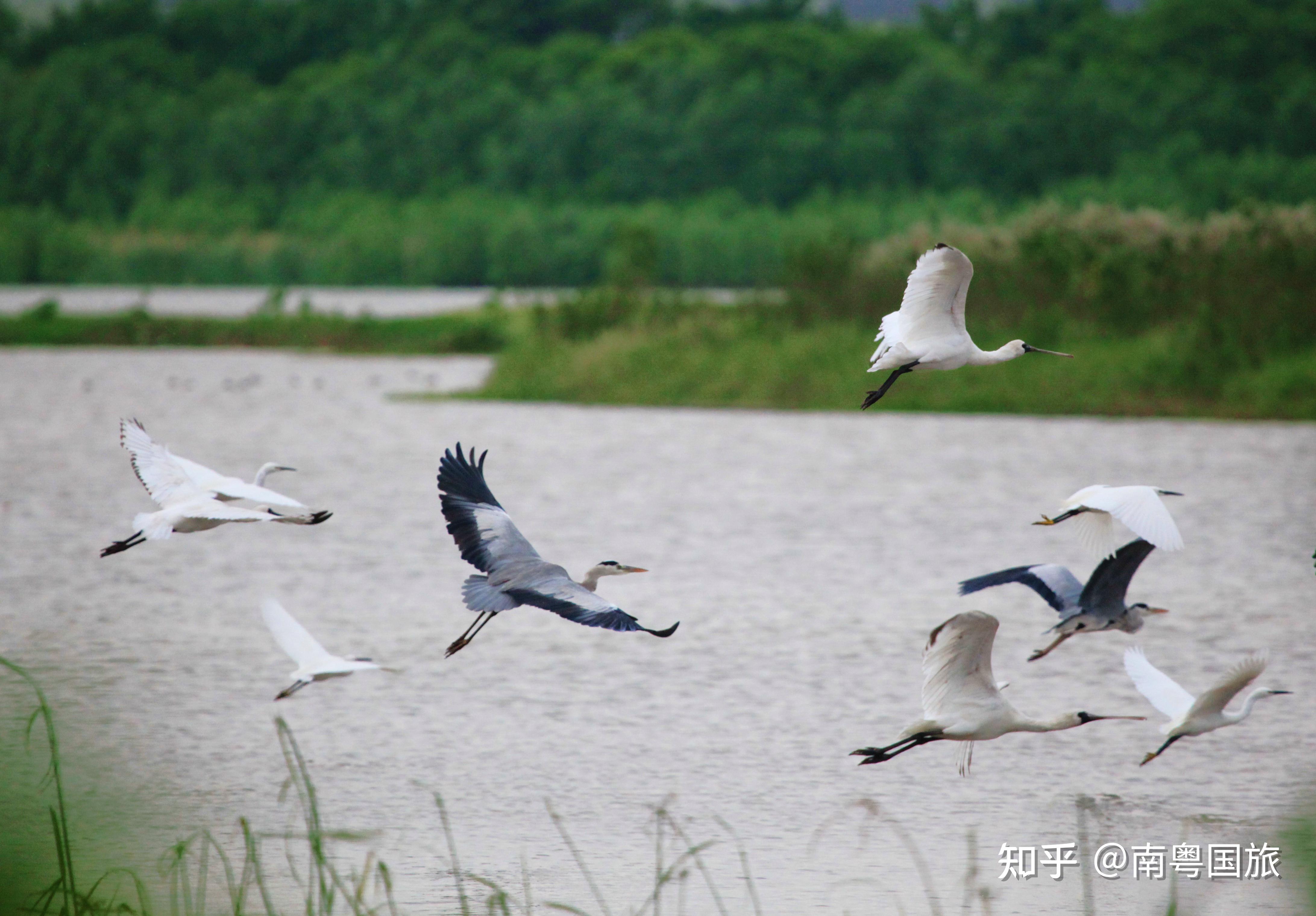 南沙湿地公园候鸟图片