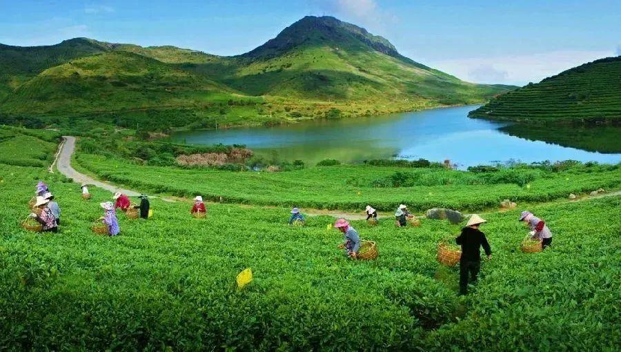 福建之茶丨福鼎白茶茶园分布图