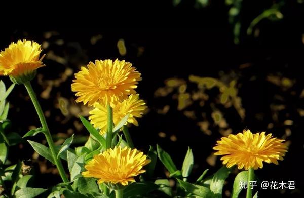 金盏花的鉴赏与栽培养护