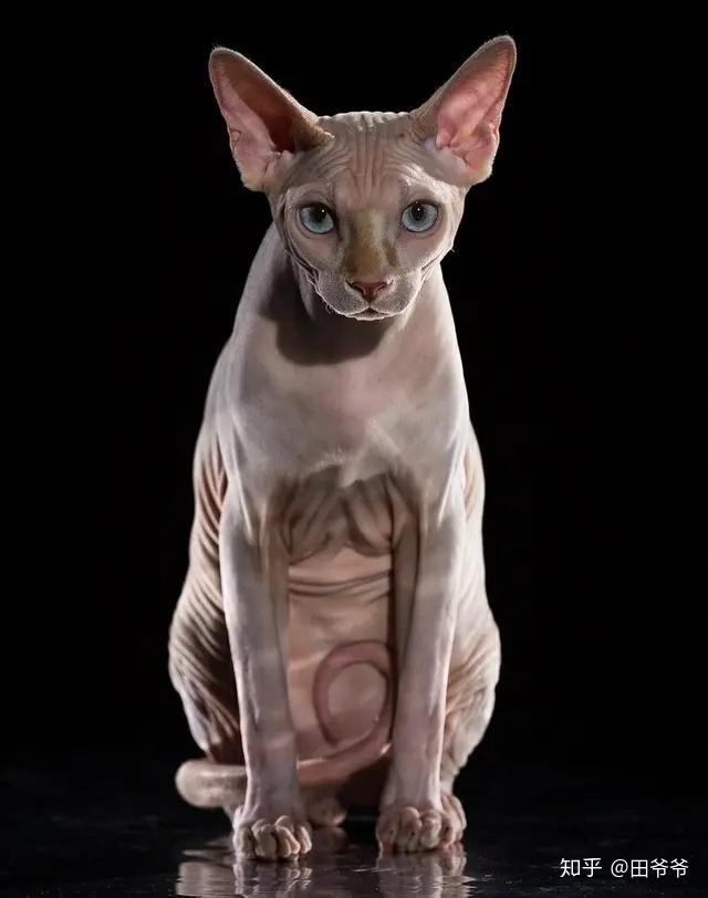 猫的品种大全没毛 v2-d43ce9431b421403d39f182f2bb2d1e1_r.jpg