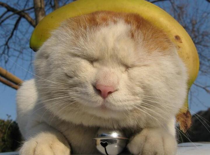 猫零食不会选 一份手册送给你 知乎 猫零食不会选 一份手册送给你 知乎