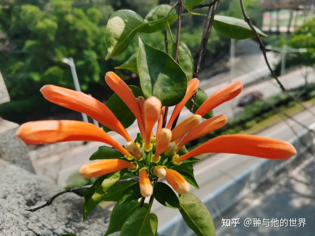 兔年谈斐波那契数列- 知乎