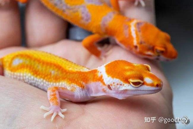守宫介绍 - 知乎