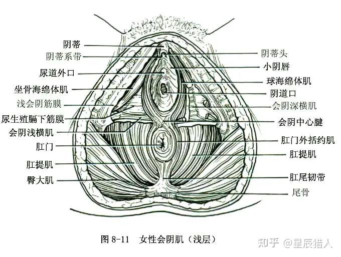 女性生殖系统解剖图