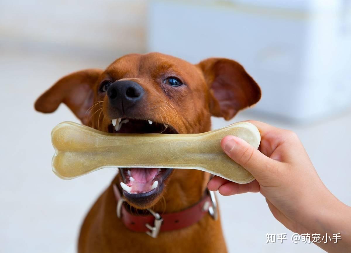 狗的牙齿为什么不会蛀牙？如果没有蛀牙还用给狗刷牙吗？_“牙舒丽网发布”的资讯案例