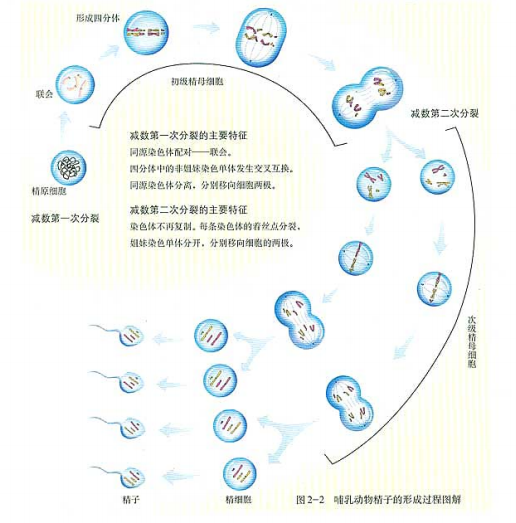 精子形成过程示意图