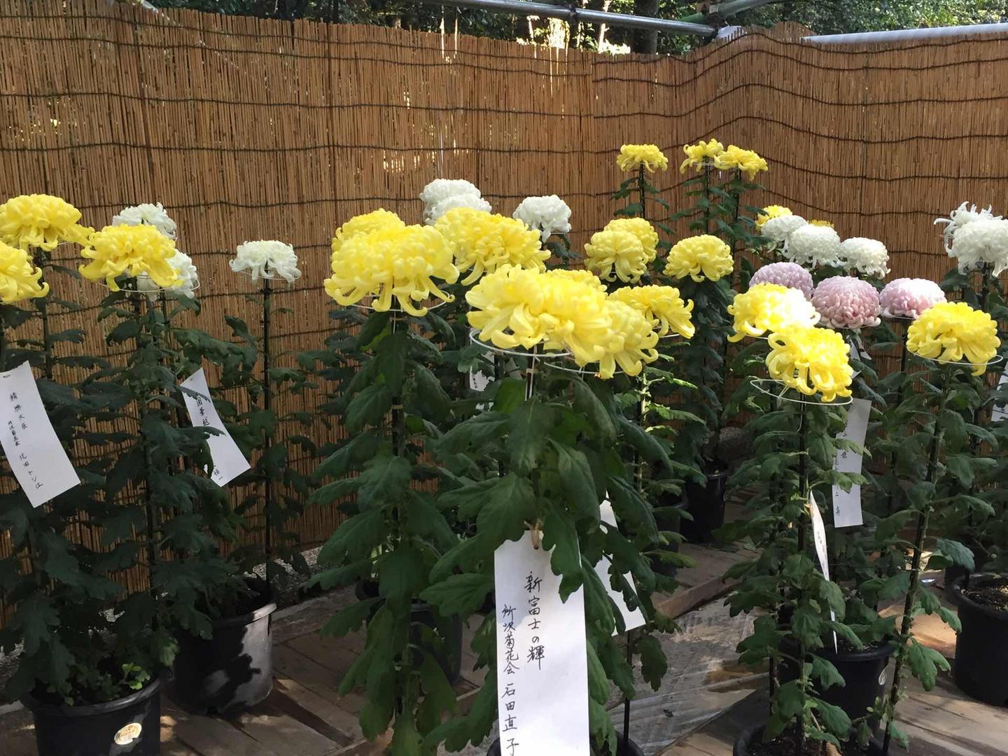 花信风 寒露之菊花 碎剪金英填作句 知乎 花信风 寒露之菊花 碎剪金英填作句 知乎
