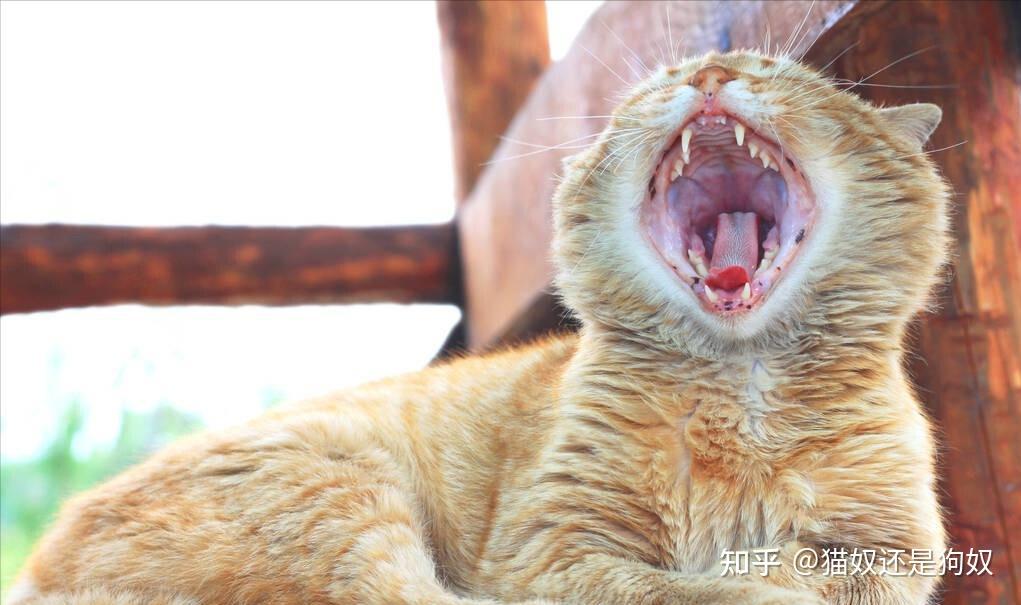 言口内有九坎者,能四季捉鼠也.