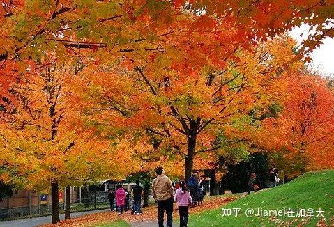 十月赏枫季｜加拿大绝美枫叶景色大盘点！ 知乎 