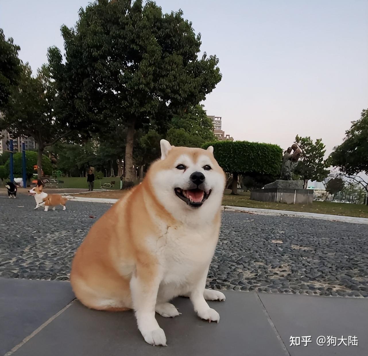 盘点被奶奶养大的狗，网友：一个比一个胖！ - 知乎