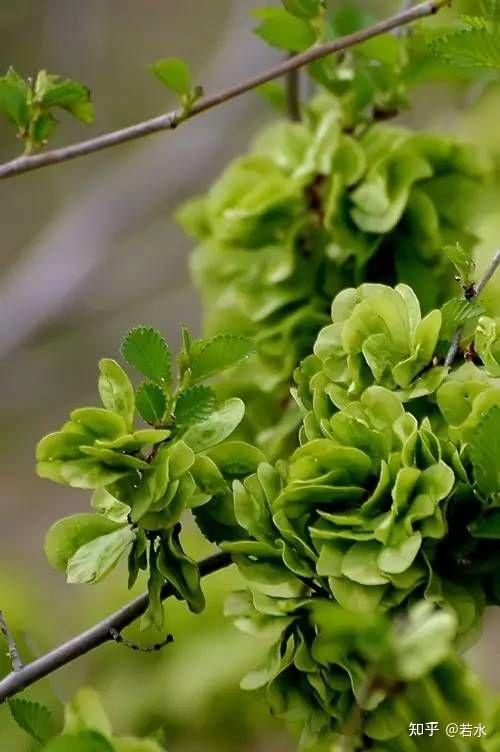 春分二候花讯之 榆 - 知乎