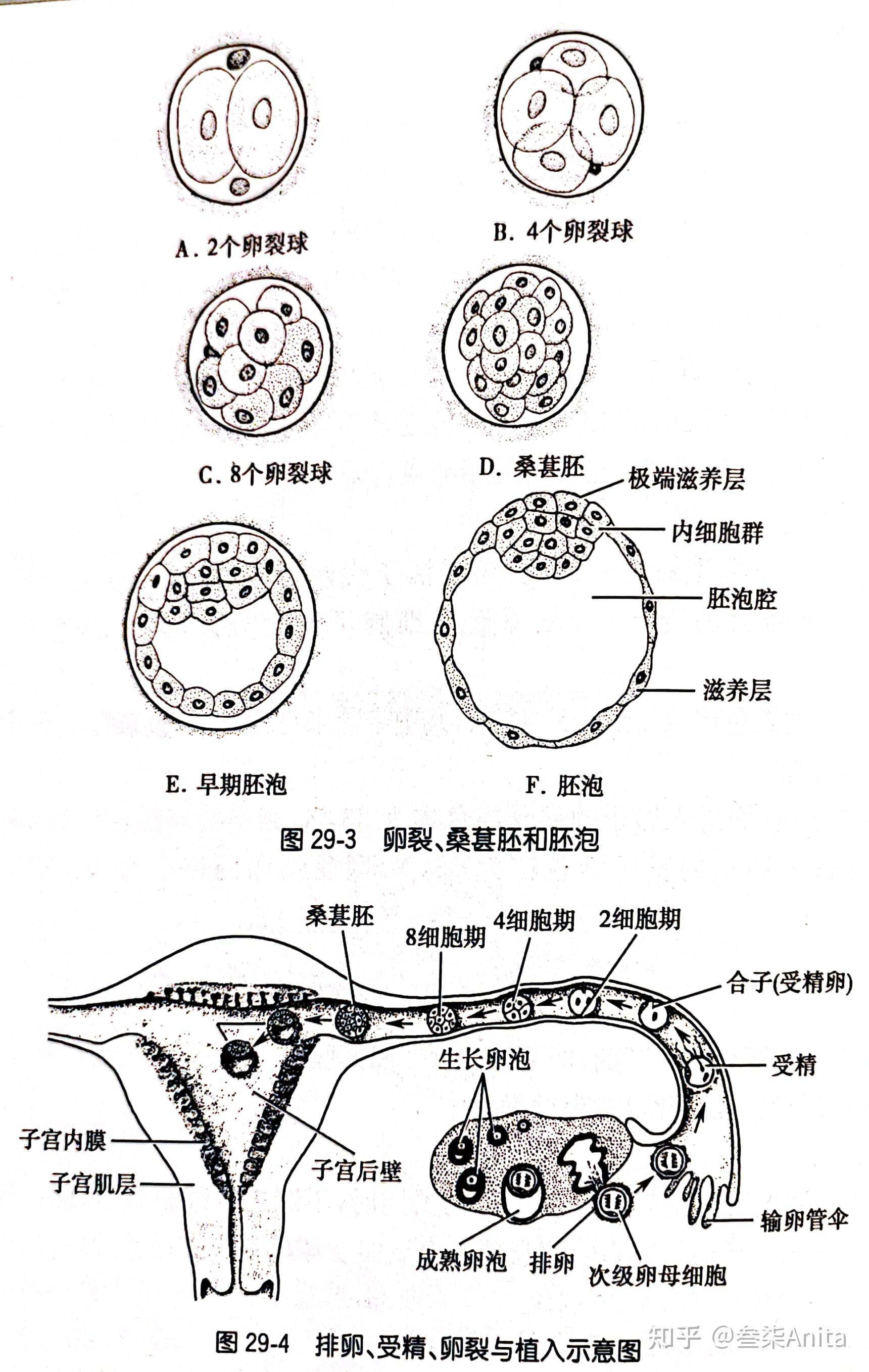 百合胚囊结构图图片