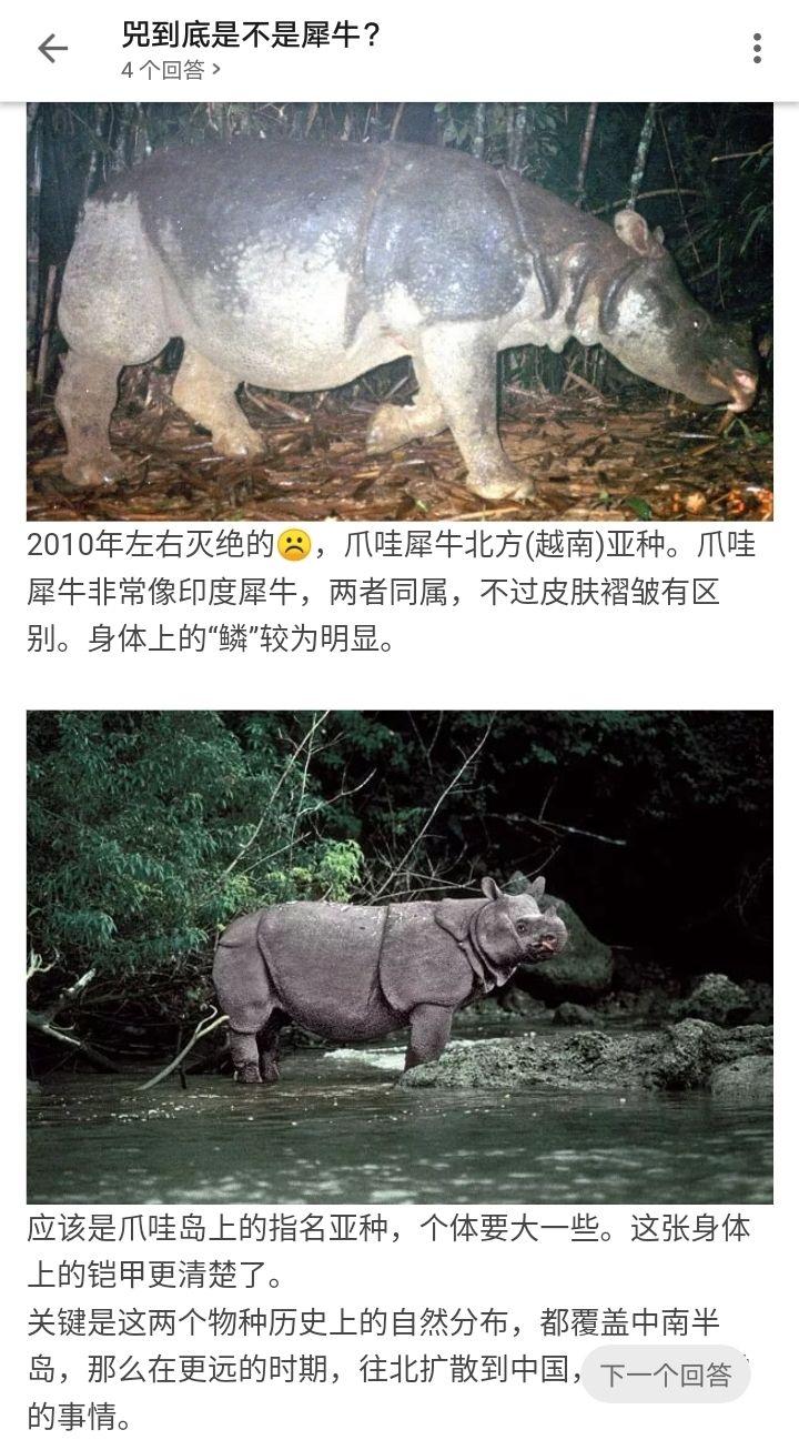 兕是犀么 v2-d46a27bd91e957f42aba4f0a0067c3e1_r.jpg