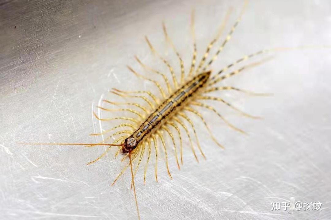 农村的10大神兽除了蝎子蜈蚣你还认识几个