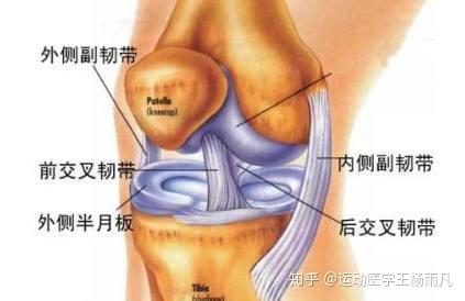 膝关节弹响 九大常见原因总结与对策 知乎