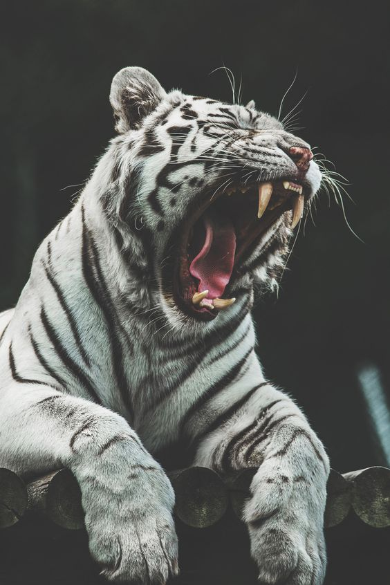 有沒有適合做壁紙的霸氣動物圖