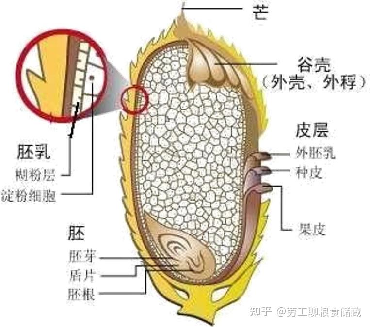 稻谷籽粒的形态与结构