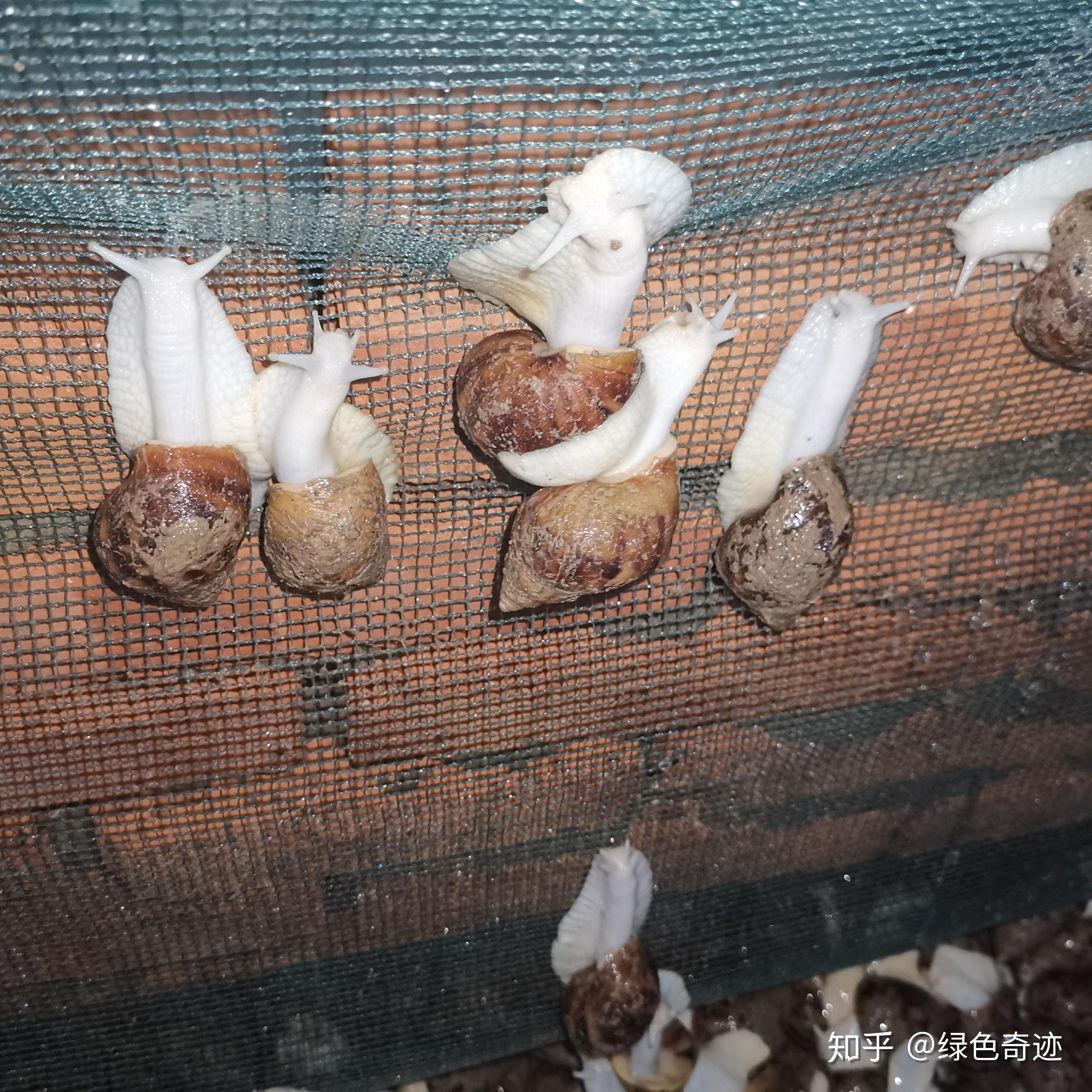 云耕时代白玉蜗牛养殖的基本知识值得一看