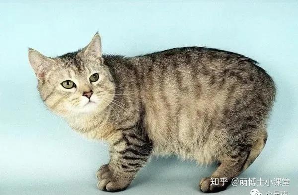 全球十大名猫 - 知乎