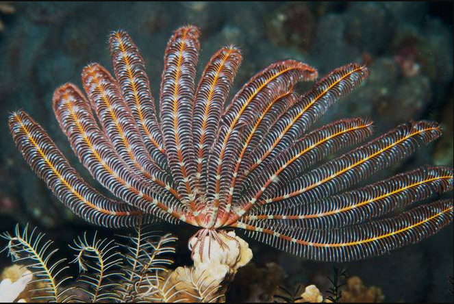 海百合活着的时候大约是这样  显示全部